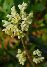 Fudingzhu Sweet Olive, Nanjing Beauty Sweet Olive, Osmanthus fragrans 'Fudingzhu', O. fragrans 'Nanjing Beauty', copyright � almostedenplants.com